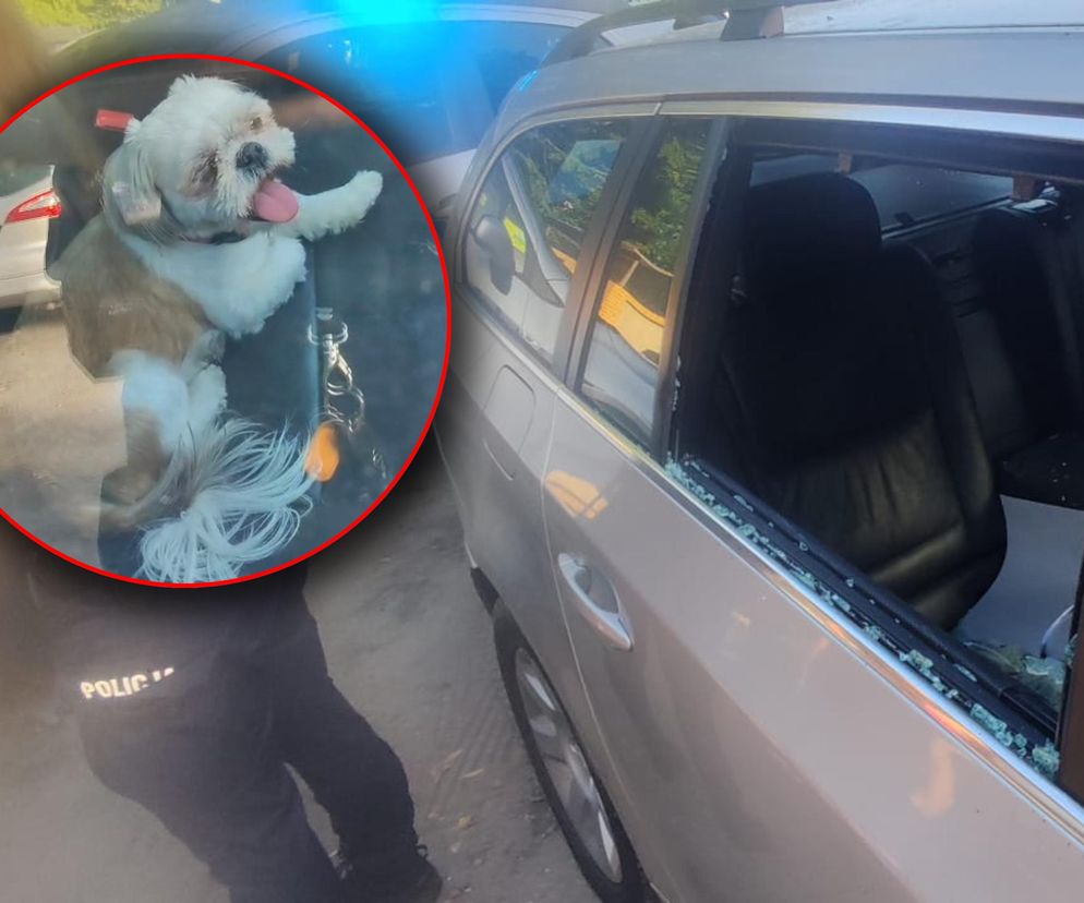 Policja uratowała psa z auta rozgrzanego jak piekarnik! Reakcja właściciela zszokowała wszystkich