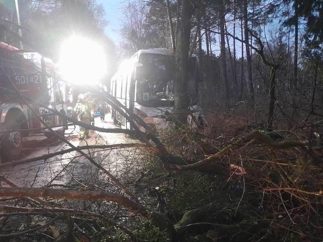 Szkolny autobus uderzył w drzewo