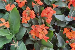 Paciorecznik indyjski (Canna indica)