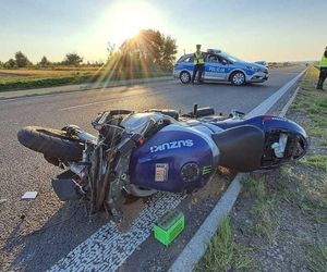 Wypadki z udziałem łosi w Lubelskiem. Nie żyje jedna osoba