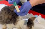 Życie kotki Kiri uratowała transfuzja krwi 