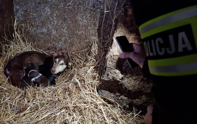 ​Policjanci przerwali dramat zwierząt w gminie Lipno. Były niedożywione, zapchlone, chore... 