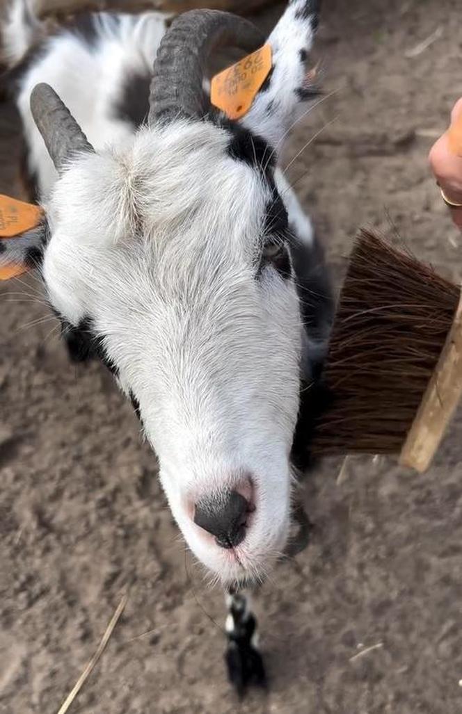 Zamiast dokarmiać, czochrają zwierzęta. Nowa atrakcja w lubińskim zoo