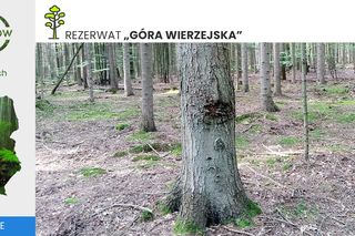 Góry Wierzejska pod Kielcami będzie nowym rezerwatem