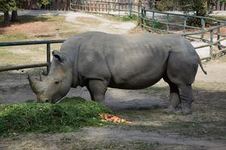 Samica nosorożca z poznańskiego zoo nie może mieć potomstwa