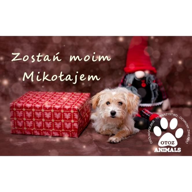 Trwa zbiórka dla zwierząt z elbląskiego schroniska. Potrzeba karmy i wełnianych ubrań