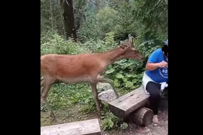 Turyści drażnią jelenia na trasie do Morskiego Oka. Przykry widok .