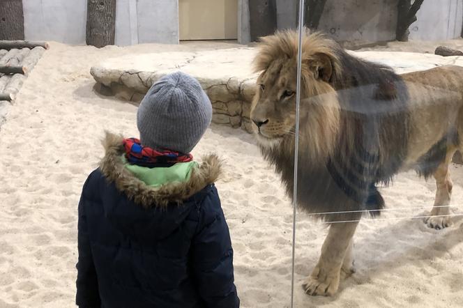 Można już oglądać lwy i tygrysa w opolskim zoo. To jeden z największych wybiegów w Europie