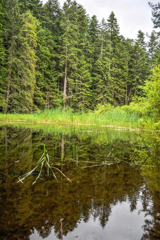 Ukryte leśne jeziorko powstało prawie 1000 lat temu. To miejsce wyjątkowe w Beskidach 