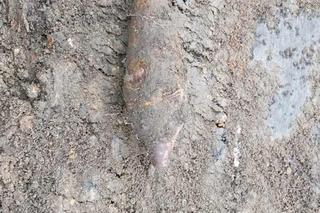 Bomba w Kołobrzegu. Zarządzono ewakuację sklepów 