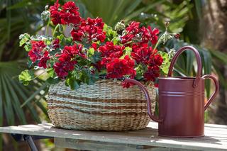 Czerwona pelargonia w koszu w stylu boho
