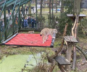 Dzień kota w łódzkim zoo. To doskonała okazja na obserwowanie nowego osobnika