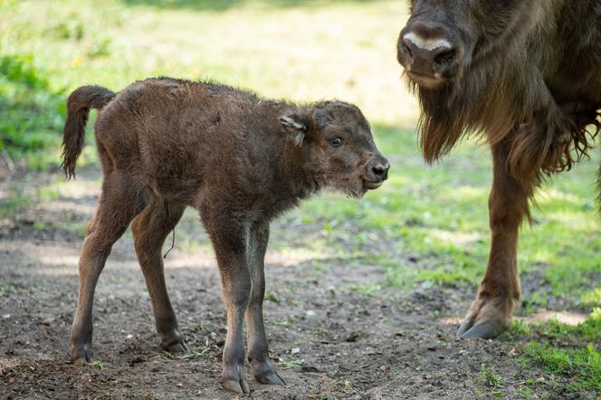 Narodziny żubrzyczki we wrocławskim zoo! Poznajcie Porzeczkę! [FOTO]