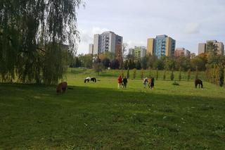 Pastwisko dla koni w Sosnowcu