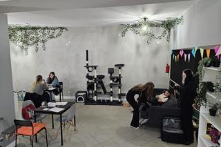 Pierwsza w Rzeszowie kocia kawiarnia już działa! Poznajcie kociaki z Kotłowni