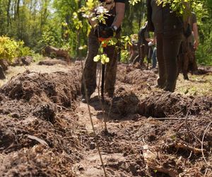 Blisko 1000 drzew posadzili pracownicy Ośrodka Kultury Leśnej w Gołuchowie 