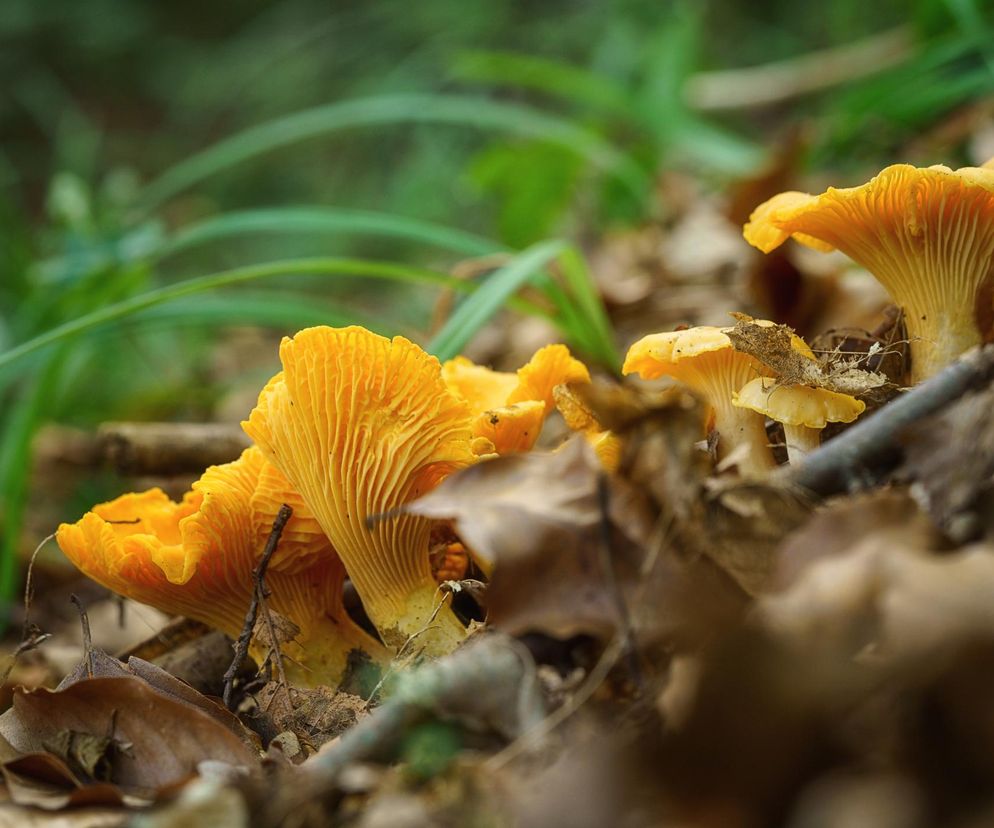 Wysyp grzybów czerwiec 2025: te grzyby łatwo pomylić z kurkami. Przeczytaj, zanim ruszysz do lasu