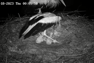 Zarka, Posadek i ich małe boćki