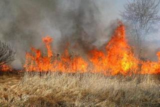 Płoną łąki pod Warszawą! Zaczęło się wiosenne wypalanie traw!
