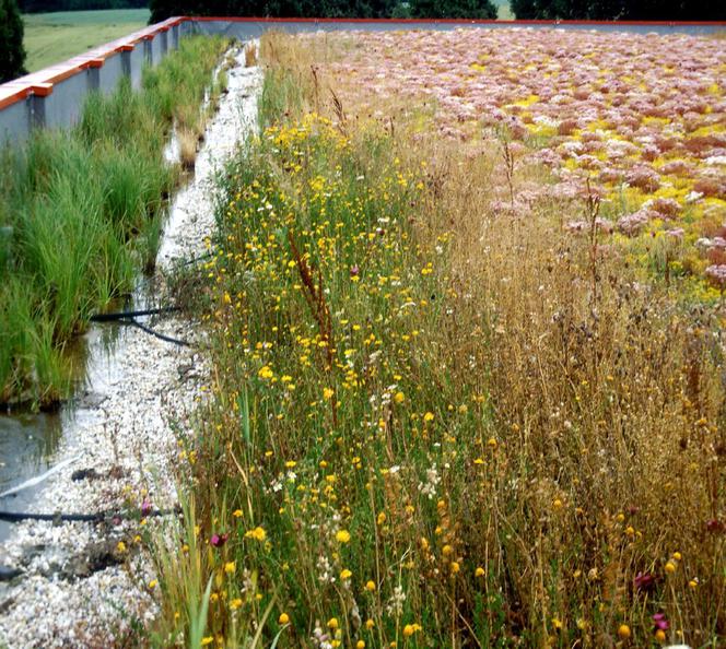 Retencja wody w środowisku zurbanizowanym: multifunkcjonalne ogrody bagienne