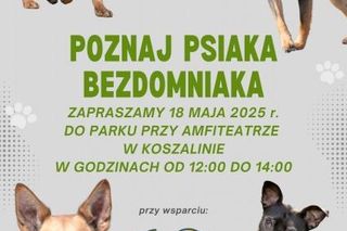 Poznaj psiaka bezdomniaka w Koszalinie