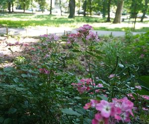 Park Miejski w Sandomierzu