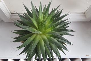 Rzeszowski Inkubator Kultury zachęca do adopcji! Chodzi o... rośliny!