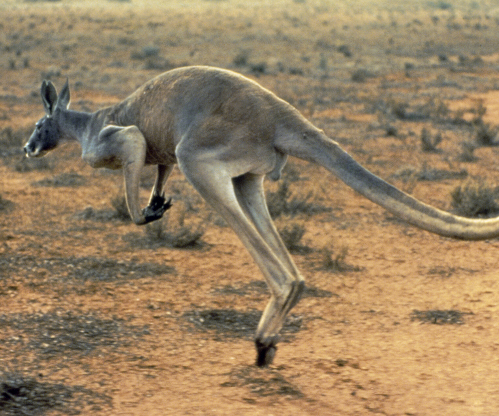Atak kangura