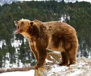 Słowacja. Niedźwiedź zaatakował biegacza. 38-latek ma obrażenia głowy, rąk i nóg 