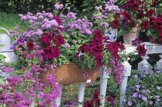 Żeniszek meksykański