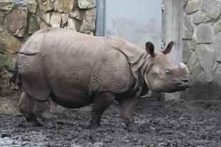 Szokujące narodziny we wrocławskim zoo! Pierwszy TAKI nosorożec [ZDJĘCIA]