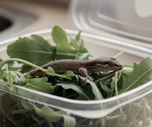 Gekon w rukoli z Lidla. Kto go uratował przed tragicznym końcem?