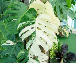 Monstera variegata