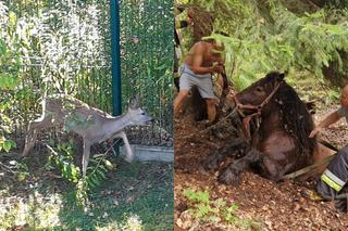 Nietypowe interwencje służb. Strażacy uratowali stado koni, a strażnicy miejscy sarenki [ZDJĘCIA]