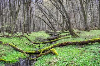 W tym małopolskim lesie polowali niegdyś królowie. Dziś hodują tam żubry 