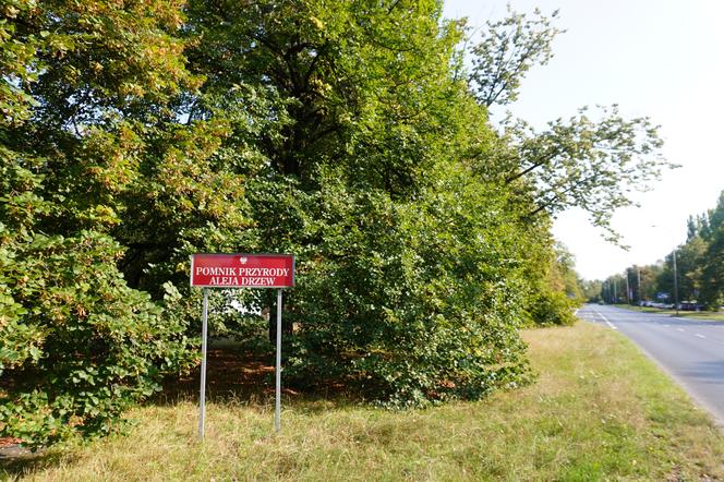 Wzdłuż ulicy znajduje się Pomnik Przyrody Aleja Drzew