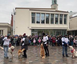 Golden Retriever WOŚP w Poznaniu