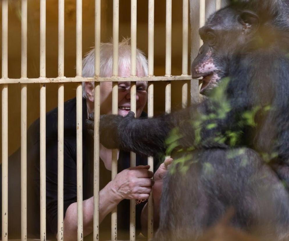 To ona od pół wieku opiekuje się małpami w Zoo Wrocław. Szympansy są szalone