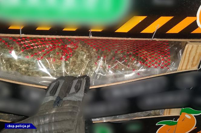 Narkotyki przewożone z Hiszpanii w pomarańczach! Akcja CBŚP pod Bełchatowem [WIDEO]