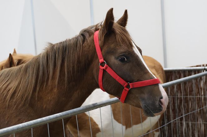ZooPark ponownie przyciągnął do Targów Lublin tłumy miłośników zwierząt