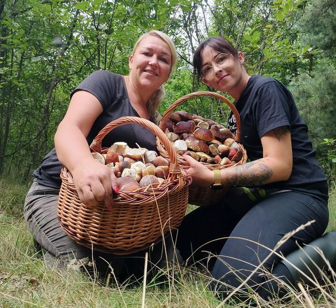 Wysyp grzybów w woj. świętokrzyskim. „Rosną jak na drożdżach”.