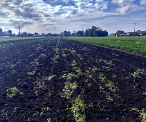 Rolnicy oszukani na nasionach