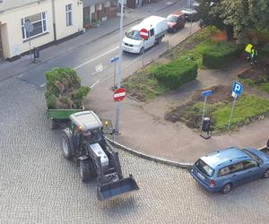 Bukszpany zrobiły miejsce na nowy pomnik w Lesznie. Poświęcony będzie żołnierzom generała Józefa Hallera