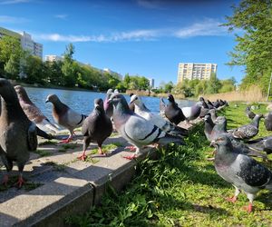 Ptasi Bufet nad bydgoskim Balatonem. Tak mieszkańcy karmią z głową!