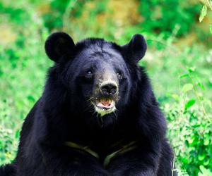 Niedźwiedź, który przetrwał wojnę na Ukrainie znalazł nowy dom