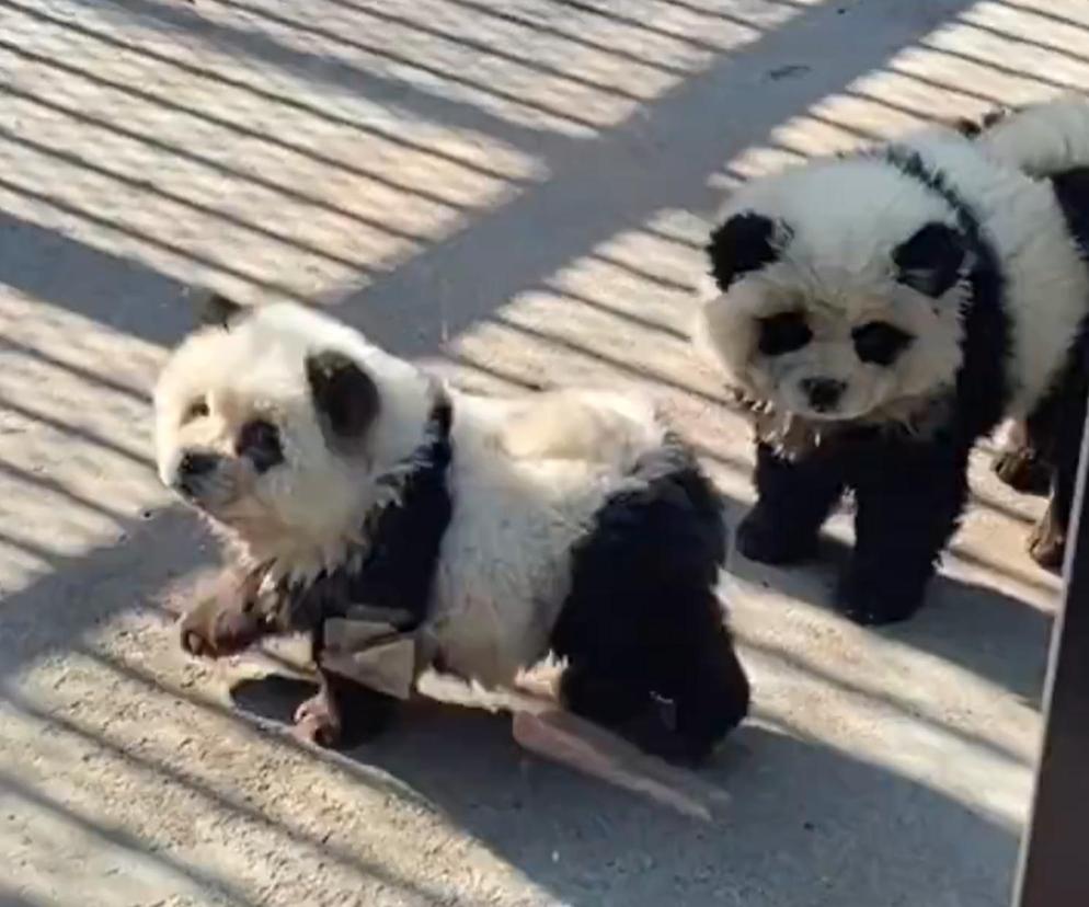Psy przebrane za pandy w Chinach