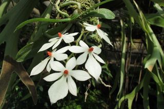 Najstarszy ogród botaniczny w Polsce. Blisko 250 lat historii i tysiące niezwykłych roślin w sercu Krakowa