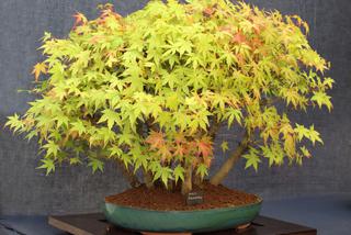 Drzewka bonsai: skąd wziąć rośliny do formowania bonsai