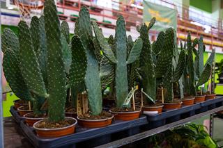 Kupujemy rośliny doniczkowe