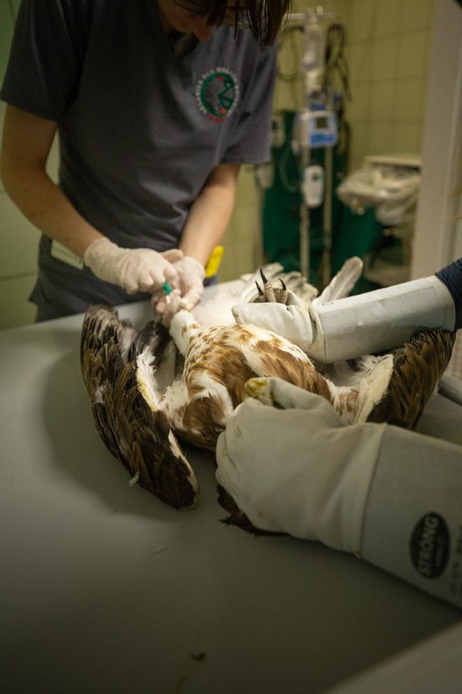 Gadożer Bodzio wraca na wolność [ZDJĘCIA]